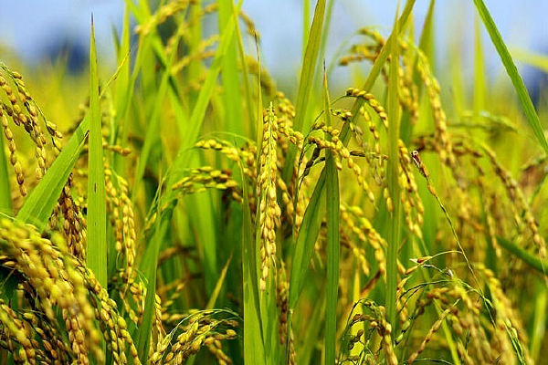 �����ֲ��