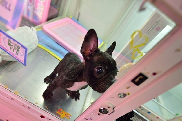 �ձ����ﹷ