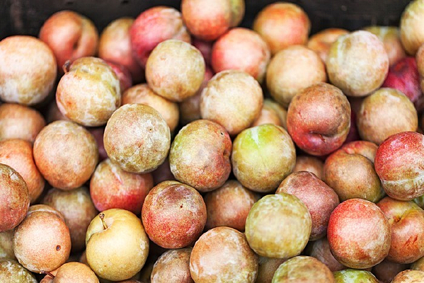 ��֬����