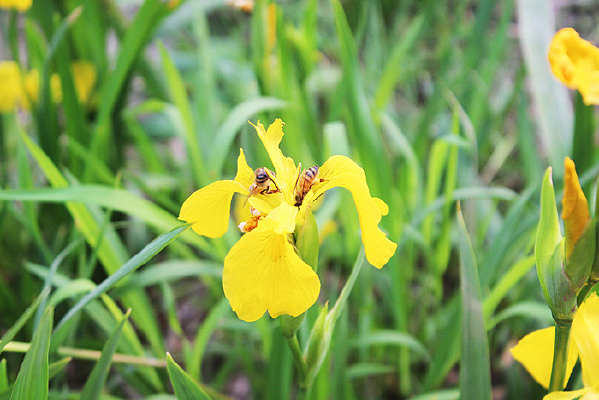 �ɻ��۵�С�۷�