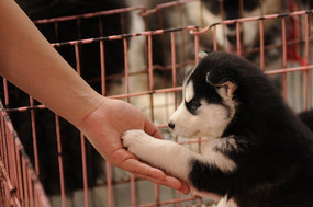 ���ﹷ��ʿ��