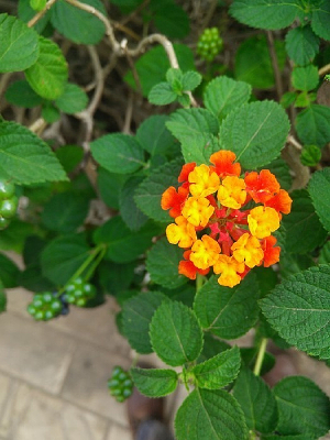 �Ϸ�������--Ư����С��