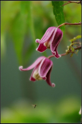 風鈴花