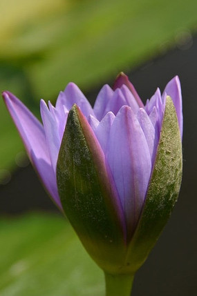 ����ɫ������