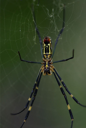 ����֯����֩��