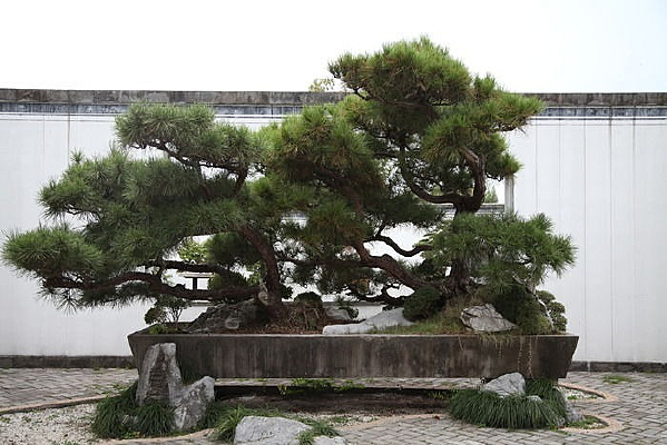 ���������辰