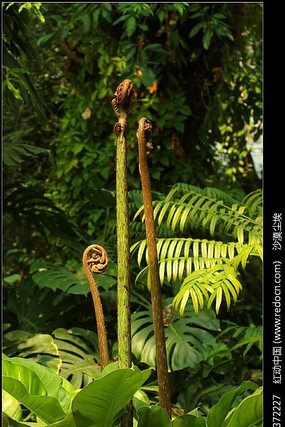 ����ֲ��