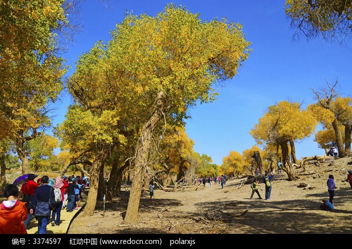 �������ߵ�ľջ��ͼƬ