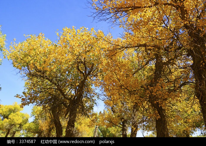 �����µĺ�����ҶͼƬ