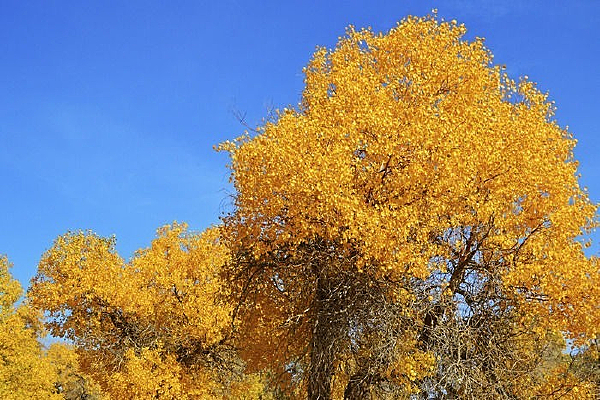 ���Ҷ�ӵ�����