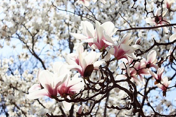 ����İ�������