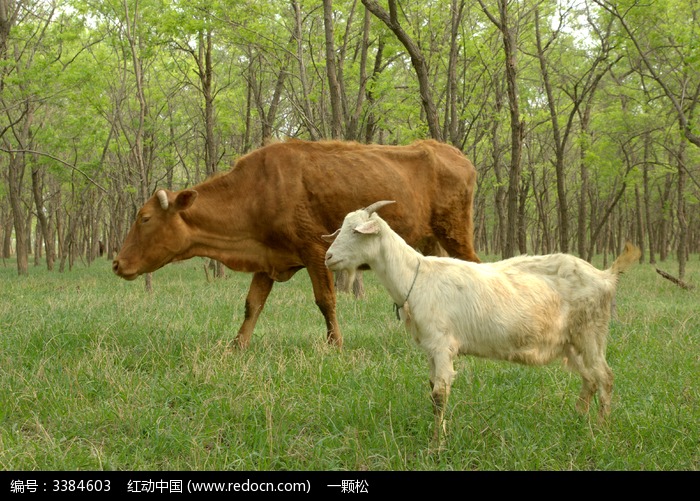 一头小黄牛和一头母牛特写图片