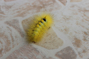 ��ɫ����