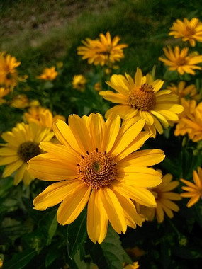 金色的小黄花和花蕾