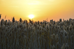 ���Ӻ��ճ�