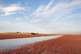 ���ʪ�ط��