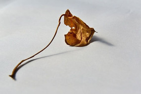 ���˵�Ҷ��