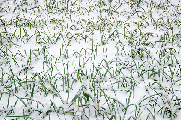 ���һƬѩ��