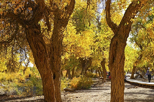 ׳������