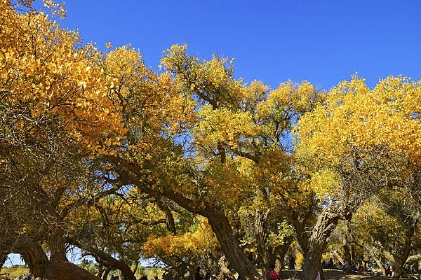 ��Ƶĺ���Ҷ