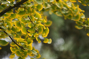 银杏叶子叶片金黄色泛绿色大片高清图片下载