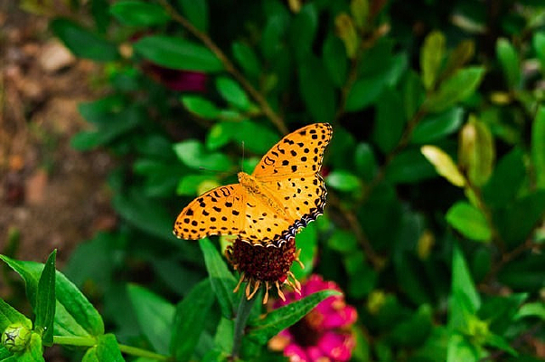 ����ͣ�ڻ�����