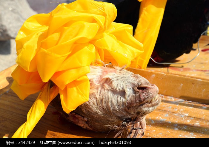 神农架松柏炎帝广场祭祀用羊头