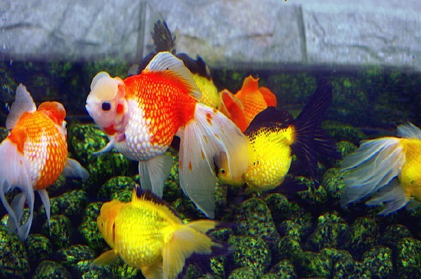 ��β����