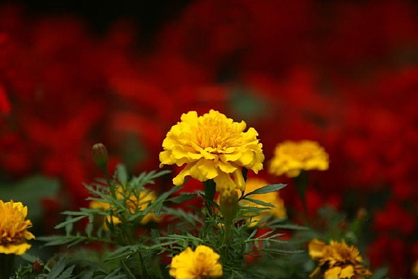 ��ɫ���仨�Ƕ�