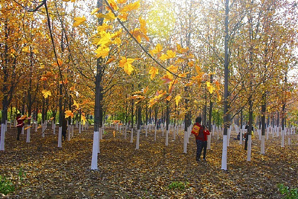 ��Ҷ��������