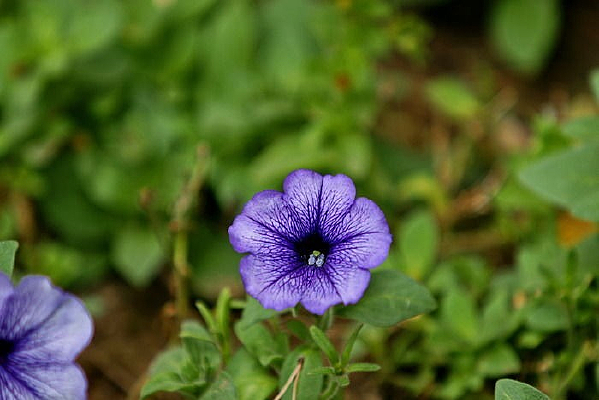 ����ɫС��