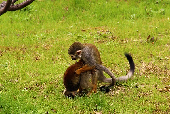 ��ֻ����