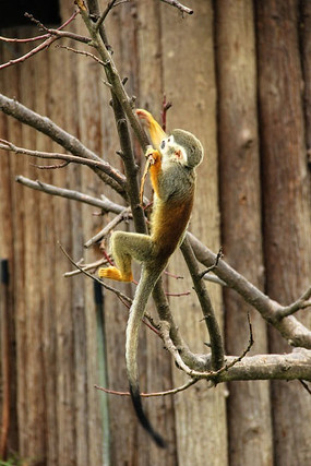 ��������֦