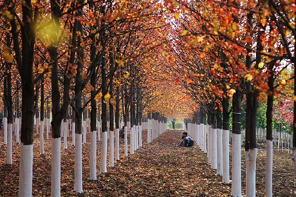 ����ķ�����