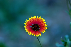 �ƻ�����