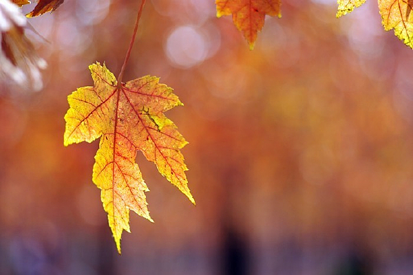 һƬ��Ҷ��д