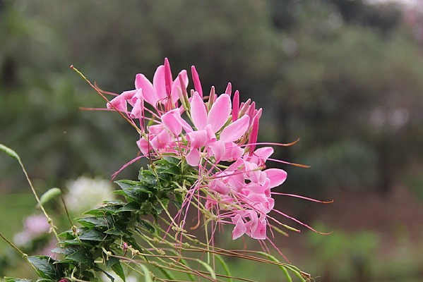 ��ɫ����