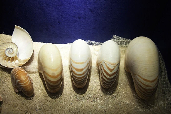 չ������걾