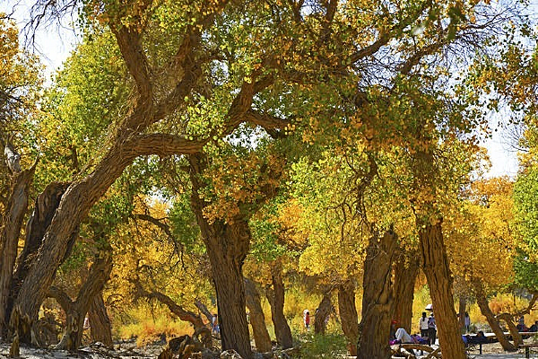 ���ִ���