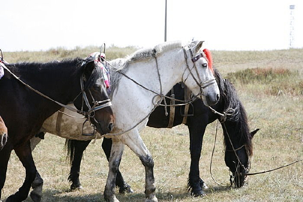 ��ԭ��ɫ����