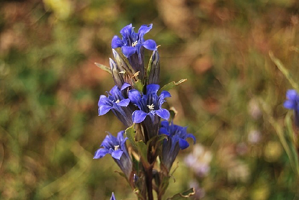 ����ľ��