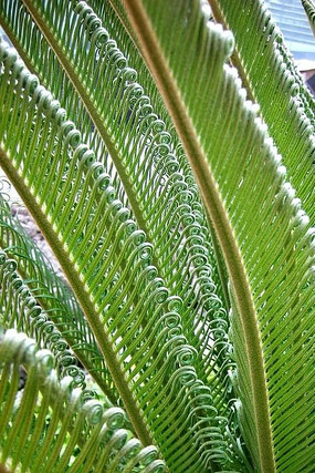 ��Ҷ����