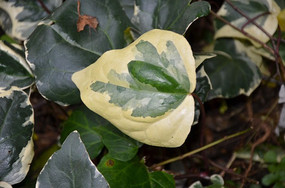 ��ɫ������