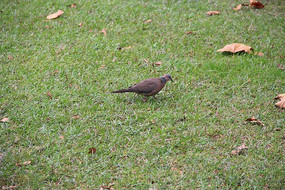 У԰��ƺ�ĸ���