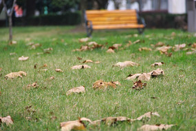 ��������Ҷ