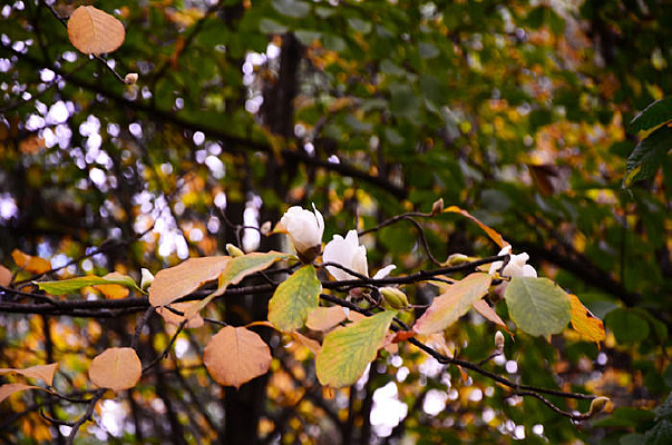 ������Ҷ��