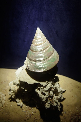 光滑圆锥式贝壳海螺