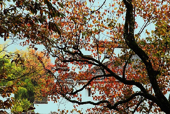 ��Ҷ����