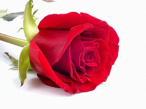 һ��õ�廨ͼƬ��ɫ