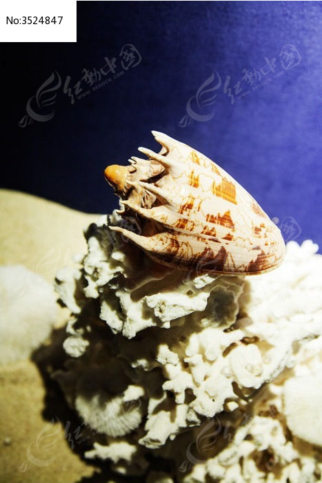 尾巴上带刺的贝壳海螺